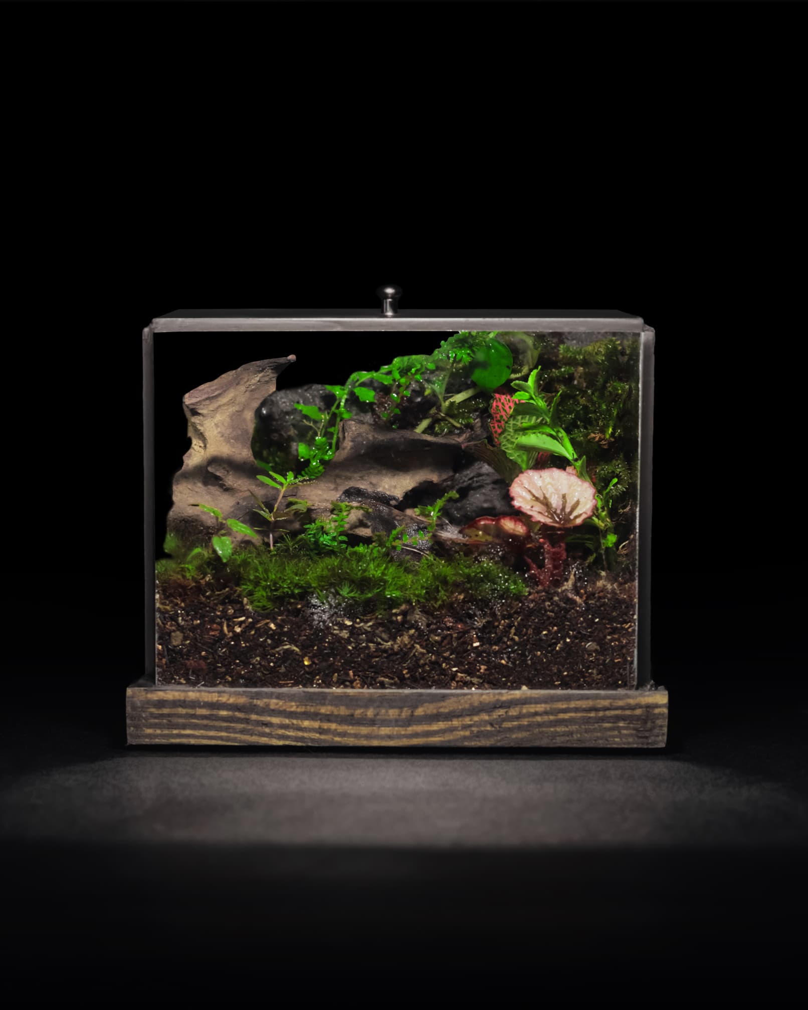 Tank Mini Để Bàn 10X10X12