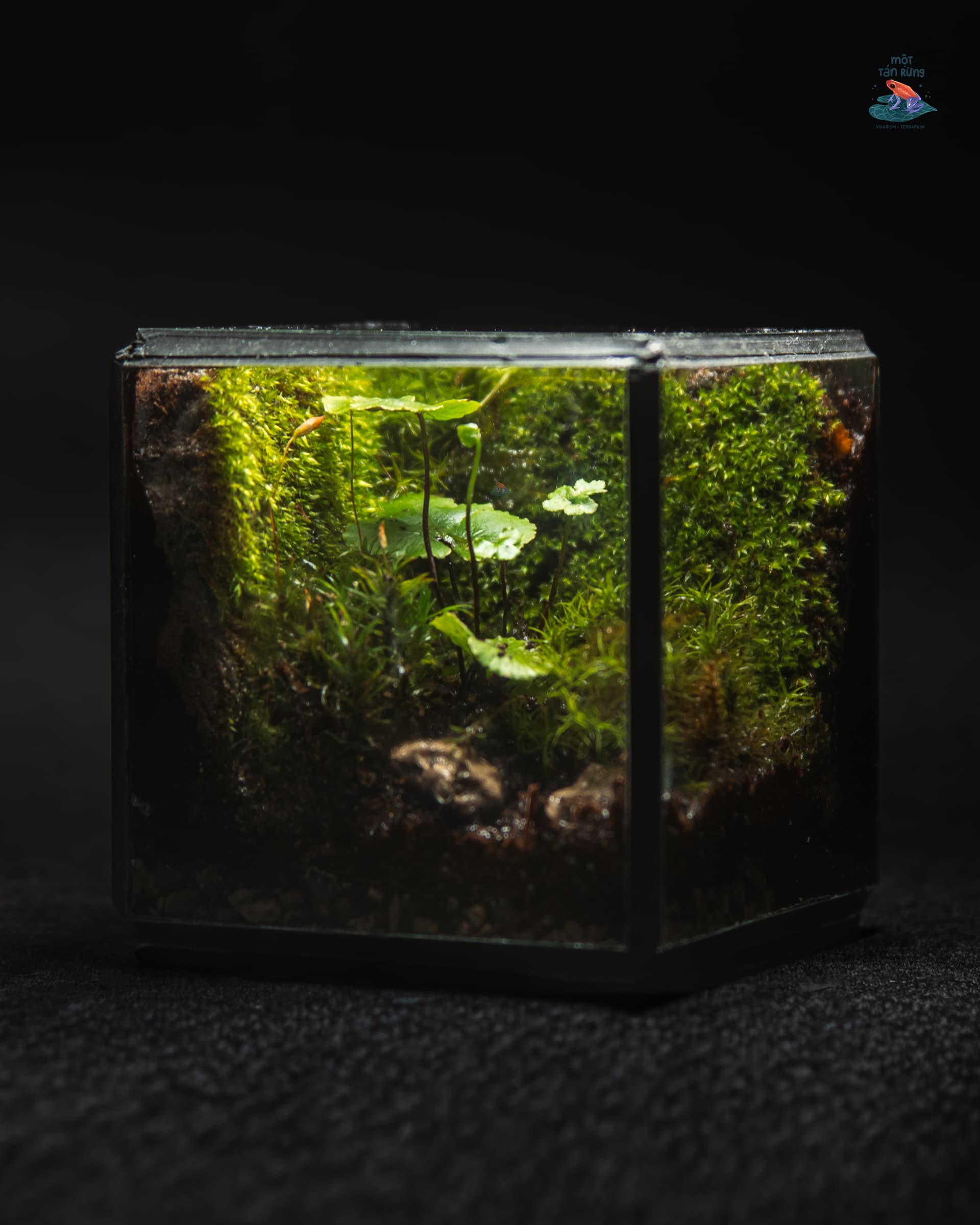 Tank Mini: khu rừng nhỏ cho bàn làm việc
