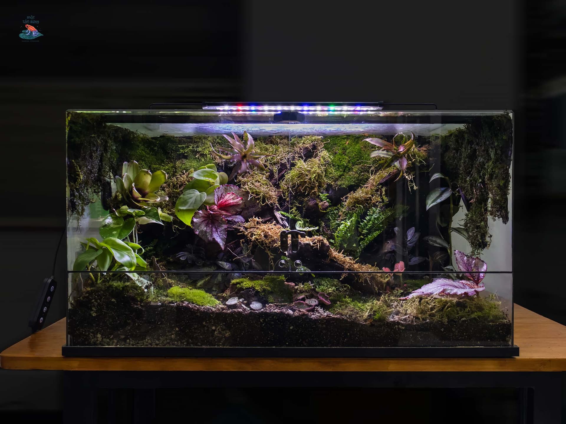 Tác phẩm Bể Panorama 55x30x30 Một Tán Rừng