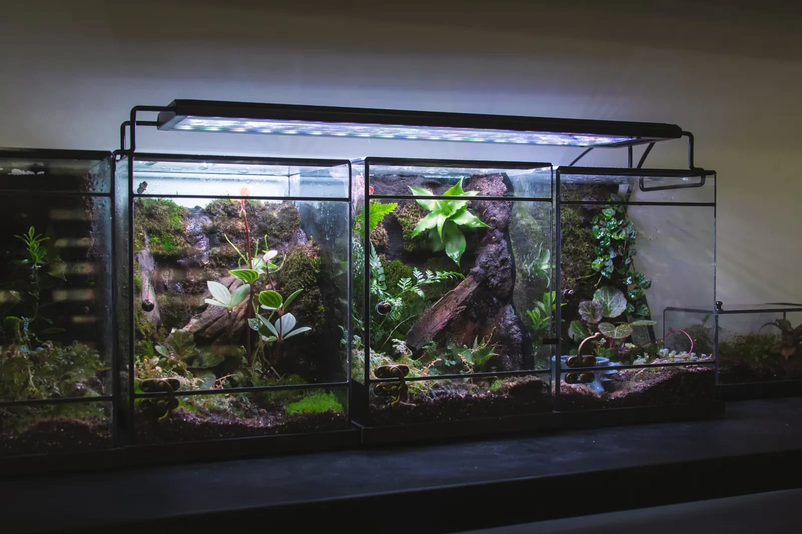 Bể mẫu vivarium thực tế tại xưởng Một Tán Rừng