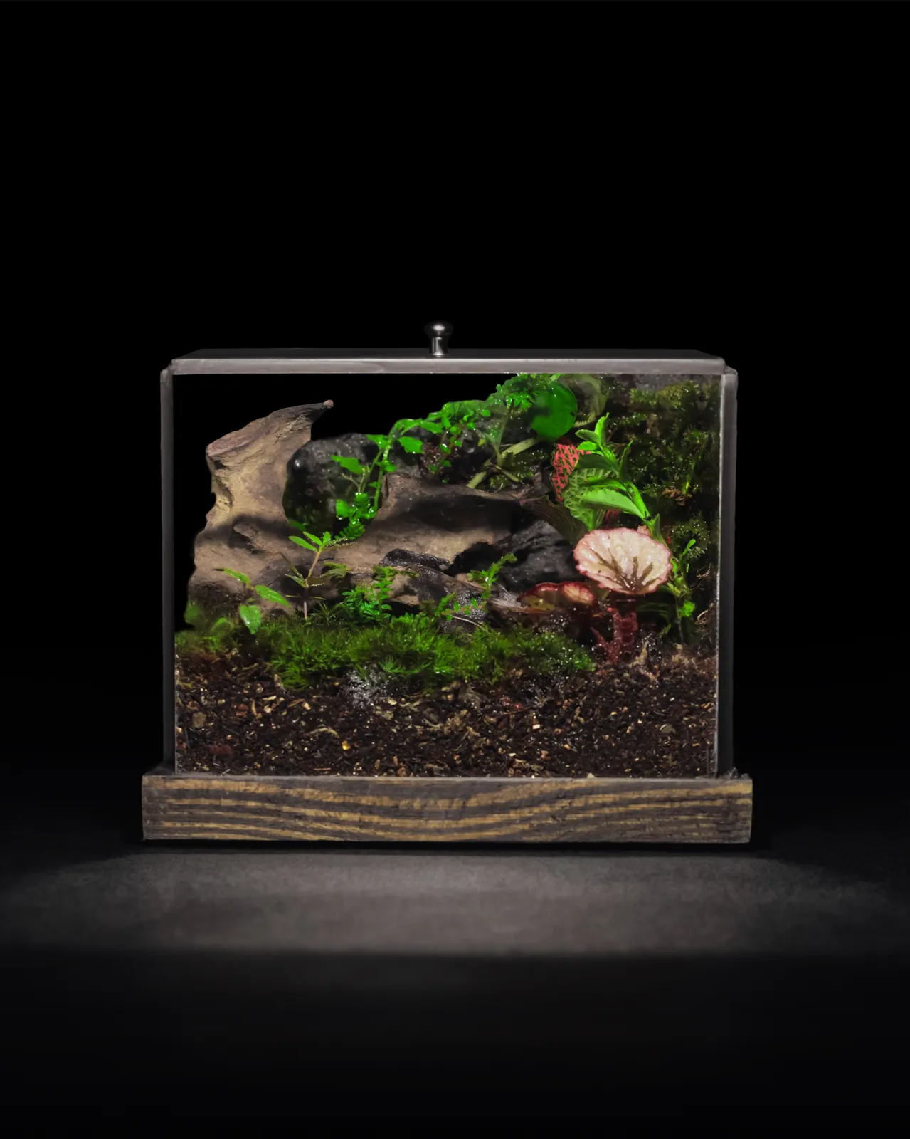 Tank Mini 10x10x12